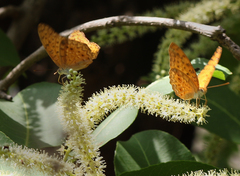 Phalanta phalantha phalantha