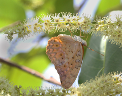 Phalanta phalantha phalantha