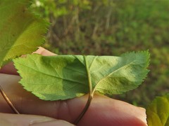 Crataegus gattingeri