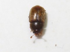 Epuraea melanocephala