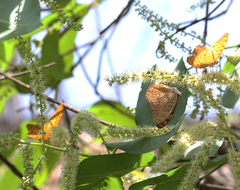 Phalanta phalantha phalantha