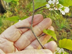 Crataegus gattingeri