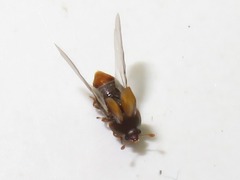 Epuraea melanocephala