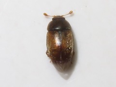 Epuraea melanocephala