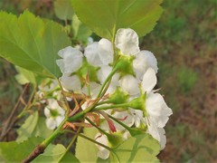 Crataegus gattingeri