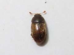 Epuraea melanocephala