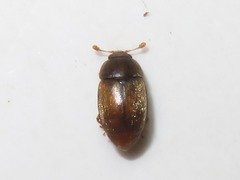 Epuraea melanocephala