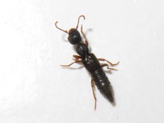 Rugilus rufipes