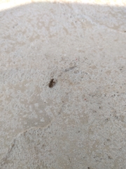 Sitona lineatus