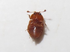 Epuraea aestiva