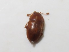 Epuraea aestiva