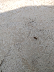 Sitona lineatus