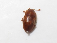 Epuraea aestiva