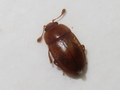 Epuraea aestiva