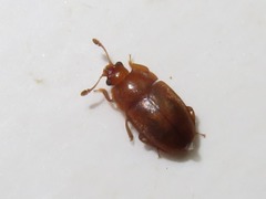 Epuraea aestiva