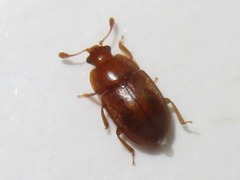 Epuraea aestiva