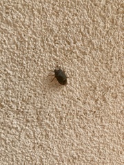 Piezodorus lituratus
