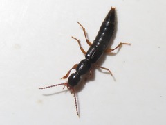 Lathrobium brunnipes