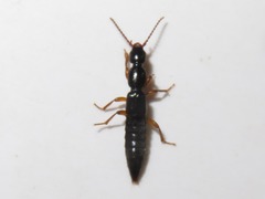 Lathrobium brunnipes