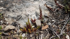 Petrosedum ochroleucum