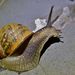Brown Garden Snail - Photo (c) Steve Kerr, some rights reserved (CC BY), uploaded by Steve Kerr
