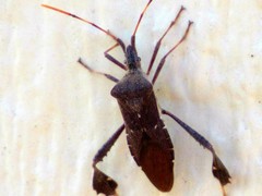 Leptoglossus oppositus