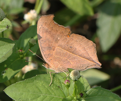 Junonia almana almana