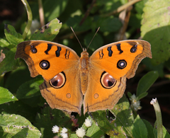 Junonia almana almana