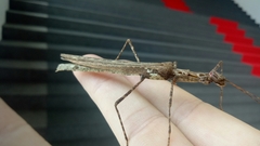 Trachythorax maculicollis