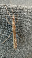 Trachythorax maculicollis