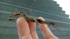 Trachythorax maculicollis