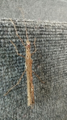 Trachythorax maculicollis