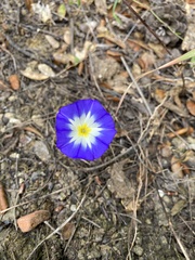 Convolvulus tricolor
