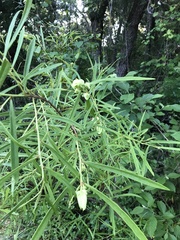 Asimina angustifolia