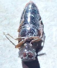Athous ornatipennis