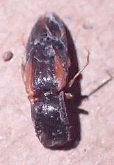 Athous ornatipennis