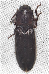 Pseudotetralobus australasiae