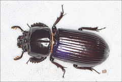 Aulacocyclus edentulus