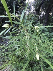 Asimina angustifolia