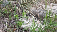 Viola kitaibeliana