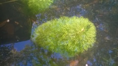 Limnophila