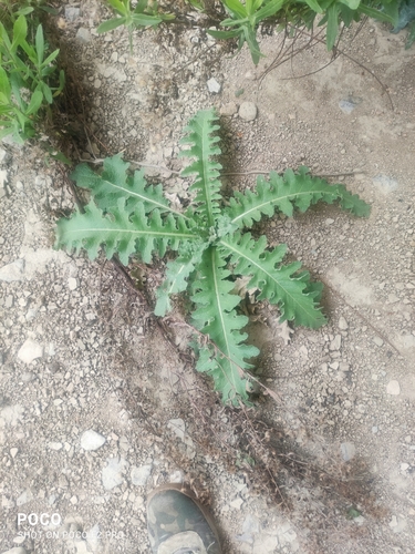 wavyleaf mullein