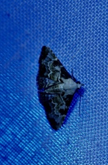 Corgatha pleuroplaca