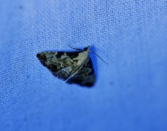 Corgatha pleuroplaca