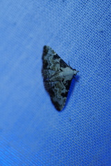 Corgatha pleuroplaca