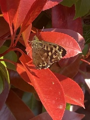 Pararge aegeria