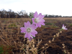 Malva weinmanniana