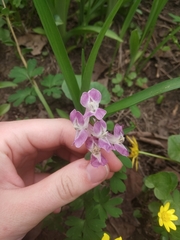 Corydalis caucasica