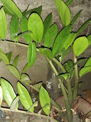 Zamioculcas zamiifolia