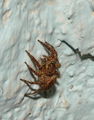 Plexippus petersi